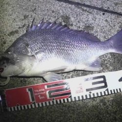 5目釣りクロダイ、キビレ、カマス、アナゴ